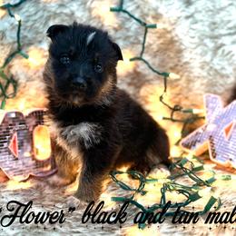 No collar - Black and tan male German Shepherd puppy in Canterbury, Connecticut from Nachtwaechter German Shepherds, LLC
