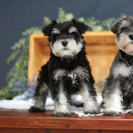 Miniature Schnauzer Puppies from Clay Hill Kennels