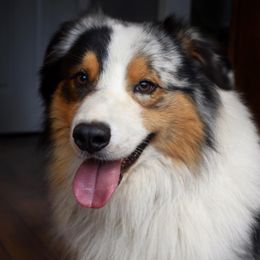 Riggs - Australian Shepherd