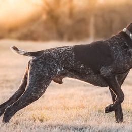 Moose - German Shorthaired Pointer