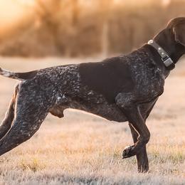 Moose - German Shorthaired Pointer