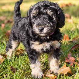 Schnoodle puppies from Sweet Honey Poodles of Virginia