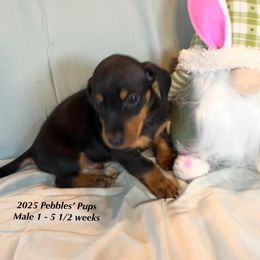 Boy 1 - Black and tan Dachshund puppy in Huggins, Missouri from RJ's Miniature Dachshunds