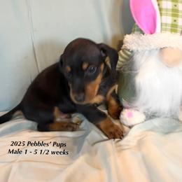 Boy 1 - Black and tan Dachshund puppy in Huggins, Missouri from RJ's Miniature Dachshunds
