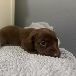 Ariel - Chocolate female Dachshund puppy in Dinwiddie, Virginia from White Oak Kennels