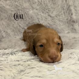 Chai - Cream male Dachshund puppy in Rainier, Oregon from Doxies in Wonderland