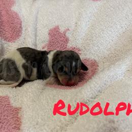Rudolph - Piebald male Dachshund puppy in Huffman, Texas from Friends ‘n Low Places Dachshunds of Texas