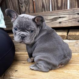 Hank - Blue male French Bulldog puppy in Courtland, Alabama from Ponderosa Frenchies and Cavapoo’s
