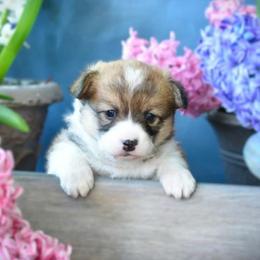 Miss White - Red female Pembroke Welsh Corgi puppy in Gig Harbor, Washington from Pacific Northwest Pembroke Welsh Corgis