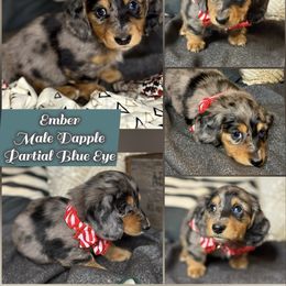 Ember - Dapple male Dachshund puppy in Meadville, Pennsylvania from Four Seasons Dachshunds