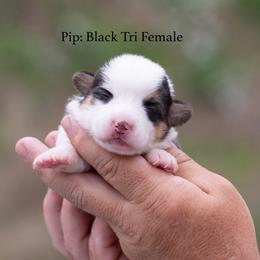 Pip - Black and tan female Pembroke Welsh Corgi puppy in Manchester, Kentucky from Riverside Corgis