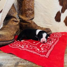 'Calliope' - Black tri-color female Australian Shepherd puppy in Durand, Wisconsin from Larson’s Legacy Aussome Aussie Kennels