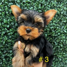 Yorkshire Terrier Puppies from TX Yorkies