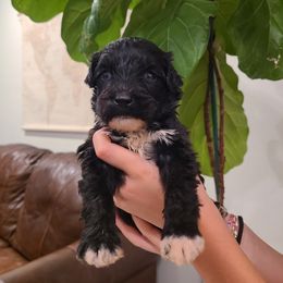 Boy 1 - Black and white male Portuguese Water Dog puppy in Atmore, Alabama from Gulf Coast Puppies