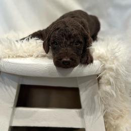 Labradoodle Puppies from Raising Doodles