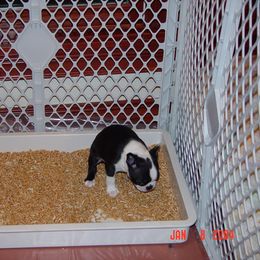 Boston Terrier Puppies from Achates Bostons