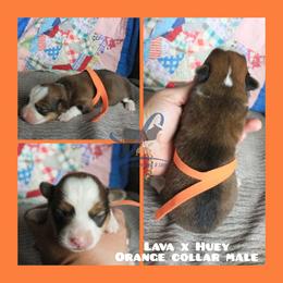 Orange Male - Sable male Pembroke Welsh Corgi puppy in Wayne City, Illinois from Lash Livestock & Corgis
