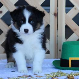 Smith - Wesson - Black tri-color male Australian Shepherd puppy in Circleville, Utah from Canyon Creek Aussies