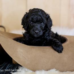 Poodle Puppies from Solid Oak Ranch