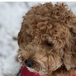 Daisy - Goldendoodle