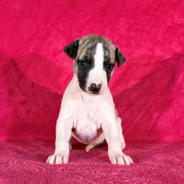 Hazel - White and red brindle female Whippet puppy in Gentry, Arkansas from Mardel Robeson of Mulberry Hollow Whippets