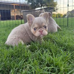 PEARL - Tricolors female French Bulldog puppy in Blue Ridge, Texas from Beason’s HomeGrown Frenchies