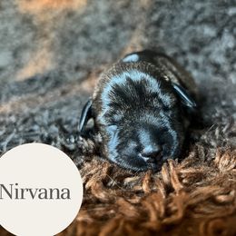 Nirvana - Salt and pepper female Miniature Schnauzer puppy in Folkston, Georgia from Poplar Creek Miniature Schnauzers