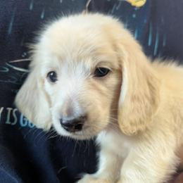 4 Rama - Cream male Dachshund puppy in Central Point, Oregon from MRS Long Dog Ranch