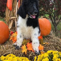 English Springer Spaniel and Springerdoodle Puppies from AVE Springer Spaniels