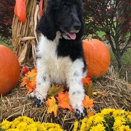 English Springer Spaniel and Springerdoodle Puppies from AVE Springer Spaniels
