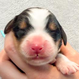 Burr (Blue collar) - Tri-color male Bernedoodle puppy in Boiling Springs, South Carolina from OlliePups, LLC
