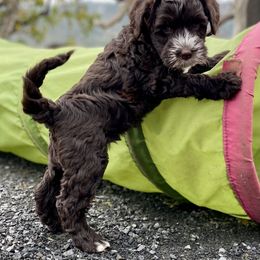 Australian Labradoodle Puppies from Starlight Ridge Australian Labradoodles
