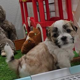 Finn - Brindle and white male Mal-Shi puppy in Aurora, Missouri from KnJ Precious Paws LLC