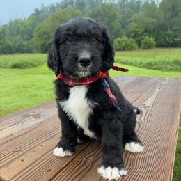 Spirit - Tri-color male Bernedoodle puppy in Ferguson, North Carolina from Elevated Standards NC