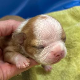 Female 1 - Red female Boston Terrier puppy in Mc Donough, Georgia from Ballard Boston Terriers