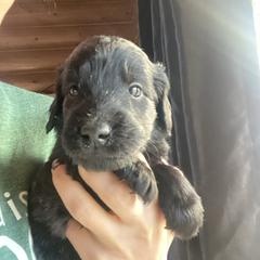 Salsa - Mike - Red - Black male Flat-Coated Retriever puppy in Park Rapids, Minnesota from Catori