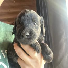 Salsa - Mike - Red - Black male Flat-Coated Retriever puppy in Park Rapids, Minnesota from Catori
