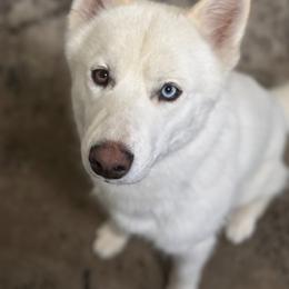 Pomeranian and Siberian Husky All Grown Up from Meagan's Siberian Huskies & Pomeranians