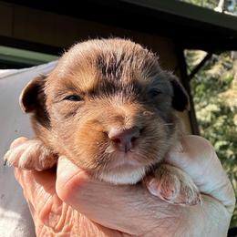 Rosie - Red tri-color female Australian Shepherd puppy in Yelm, Washington from Country Rose Australian Shepherds
