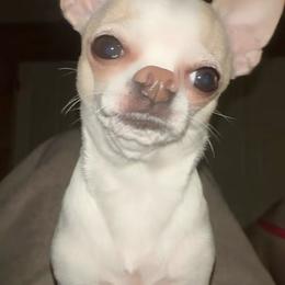 Elsa - Chihuahua