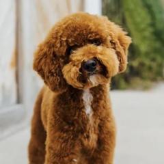 Goldendoodles from gucci_bentleys_goldendoodles