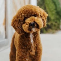 Goldendoodles from gucci_bentleys_goldendoodles