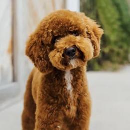 Goldendoodles from gucci_bentleys_goldendoodles