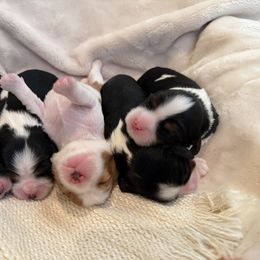 Cavalier King Charles Spaniel Puppies from Storycrest Cavaliers