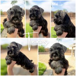 Texas AKC - Salt and pepper male Miniature Schnauzer puppy in Victorville, California from West Coast Royal Miniature Schnauzer