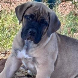 Moxie- Purple collar - Brown female Boerboel puppy in Pearce, Arizona from Desert Stronghold Boerboels