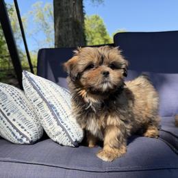 Mal-Shi, Maltese, Maltipoo, Poodle, and Shih Tzu Puppies from Joy-Fur Puppies