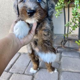 Snowball - Merle female Bernedoodle puppy in Superior, Arizona from Mountain Bridge Doodles