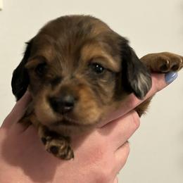 Dachshund Puppies from Brittany Thompson