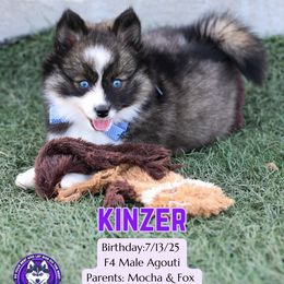 Kinzer - Black and white male Pomsky puppy in Humeston, Iowa from M.A.R. Dogs